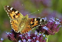 Butterfly Photograph